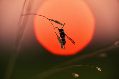 Close-up of insect