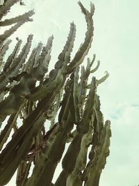 Low angle view of cactus plant against sky