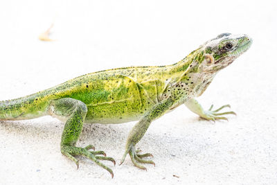 Close-up of lizard