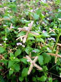 Close-up of insect on plant