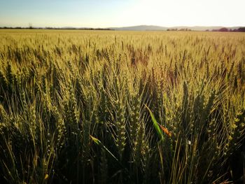 Close-up of wheat field against sky