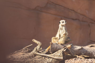 Meerkat on rock