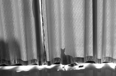 Close-up of cat behind curtain at home