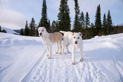 Alabai puppies, 4 months old, stand in the background of the forest.