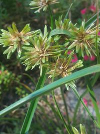 Close-up of plant growing on field