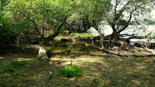 Trees in forest