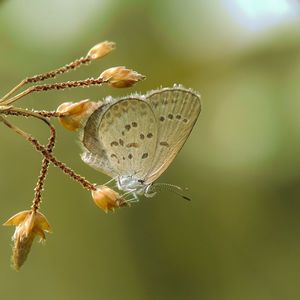 Beautiful butterfly