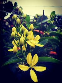 Close-up of yellow flowers blooming outdoors