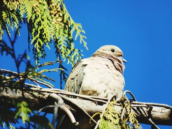 Low angle view of bird perching on tree branch