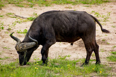 African buffalo grazing on grassy field