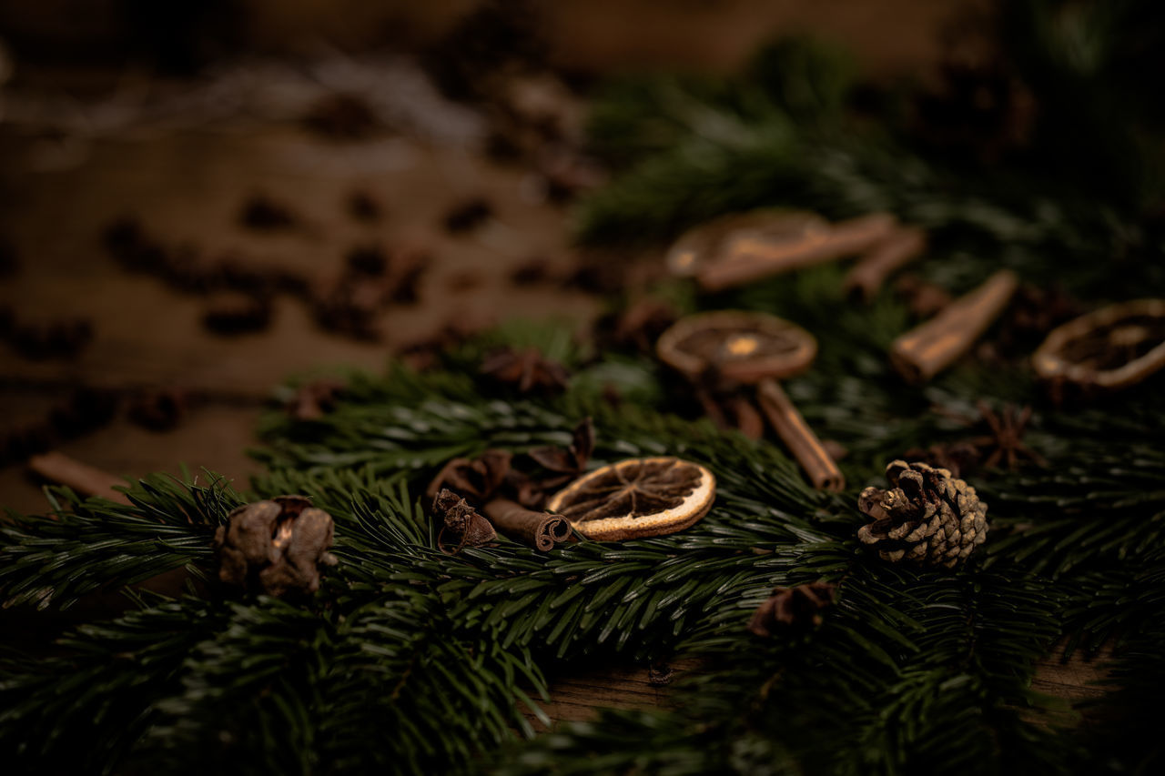 CLOSE-UP OF PINE CONE ON TREE DURING CHRISTMAS