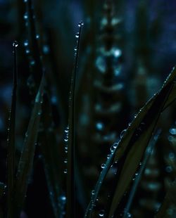 Close-up of wet plant