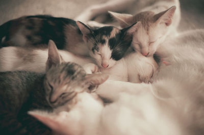 Cats sleeping at home