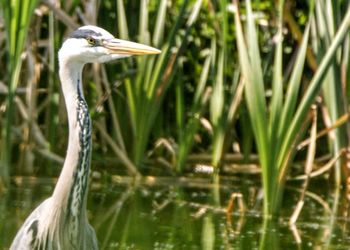 Side view of a bird on a lake