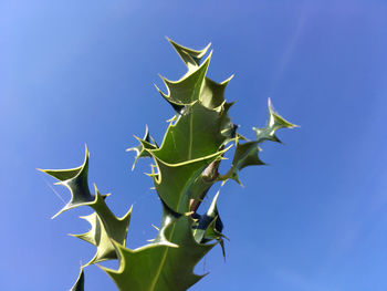 Low angle view of cactus plant against blue sky