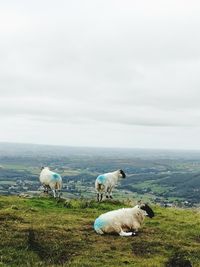 Sheep on grassy field against sky