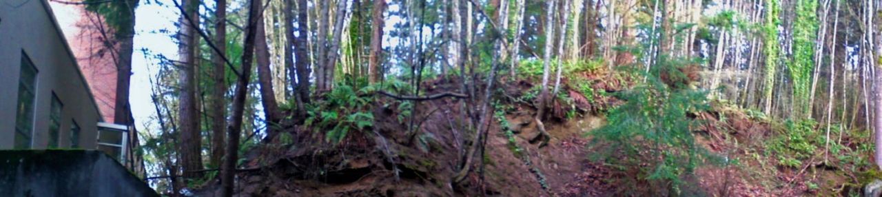 plant, growth, nature, no people, day, tree, beauty in nature, outdoors, green color, forest, architecture, land, panoramic, tranquility, trunk, tree trunk, built structure, close-up, bamboo - plant, focus on foreground