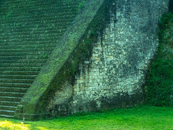 Plants growing on field by wall