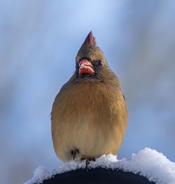 Close-up of bird perching on snow