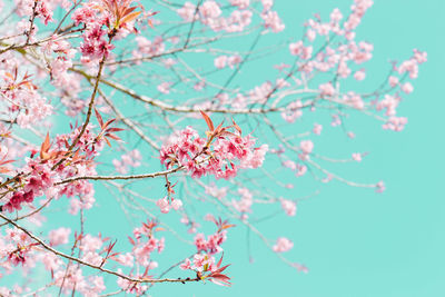 Low angle view of cherry blossoms in spring