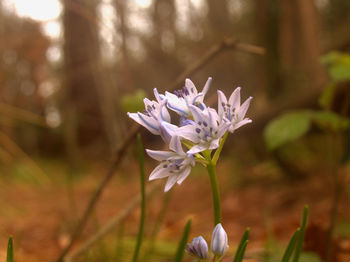 Close-up of purple flowering plant on field