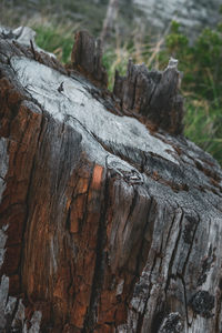 Close-up of tree trunk