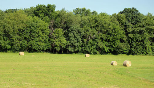 Cows grazing on grassy field