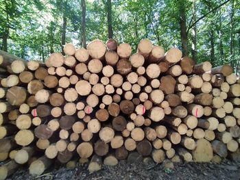 Stack of logs in forest
