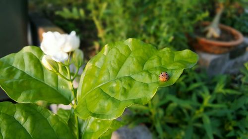 Close-up of insect on plant