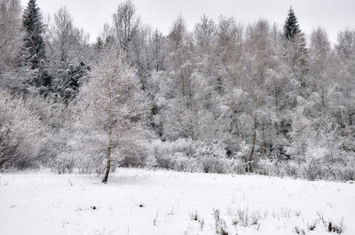 Trees on snow covered landscape