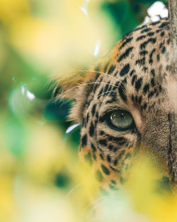 Close-up portrait of a cat
