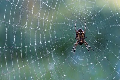 Spider on spiderweb