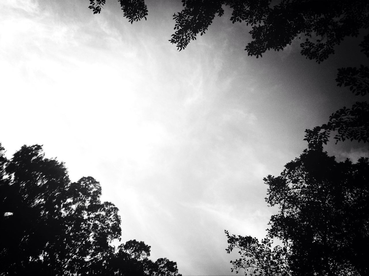 tree, low angle view, sky, silhouette, growth, branch, beauty in nature, nature, cloud - sky, tranquility, treetop, high section, scenics, cloud, tranquil scene, outdoors, no people, day, cloudy, blue