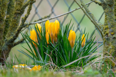 Close-up of yellow crocus flowers on field