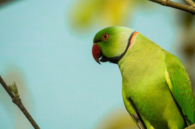 Close-up of parrot perching on tree