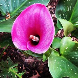 Close-up of pink flower blooming outdoors