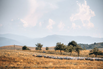 Flock of sheep on field