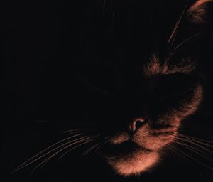 Close-up of cat against black background