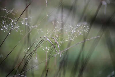 Close-up of water drops on spider web