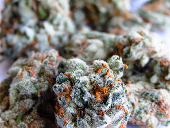 Close-up of crab on rock