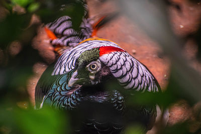 Close-up of peacock