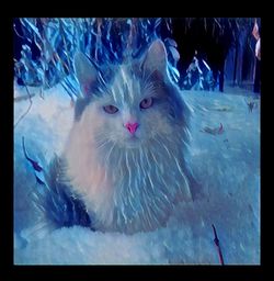 Portrait of cat on snow