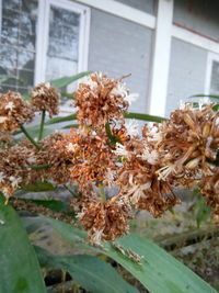 Close-up of flowers