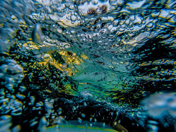 Close-up of jellyfish in water