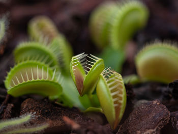 Close-up of succulent plant in field