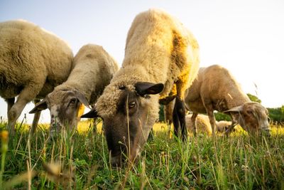 Sheep on the meadow eating grass in the herd during colorful sunrise or sunset. slovakia