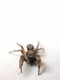 Close-up of spider