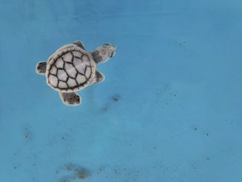 High angle view of albino turtle swimming in sea