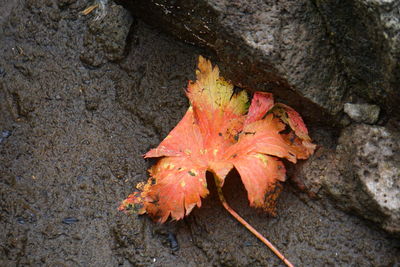 High angle view of maple leaf on rock