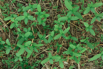 High angle view of plants on field